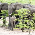 ZMB EAS SouthLuangwa 2016DEC09 KapaniLodge 006 : 2016, 2016 - African Adventures, Africa, Date, December, Eastern, Kapani Lodge, Mfuwe, Month, Places, South Luanga, Trips, Year, Zambia